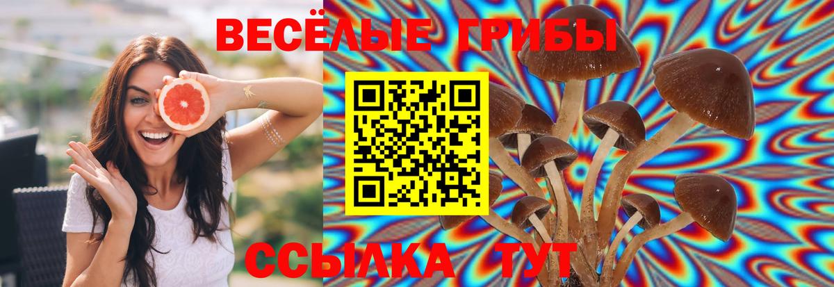Галлюциногенные грибы Psilocybine cubensis Новоалтайск